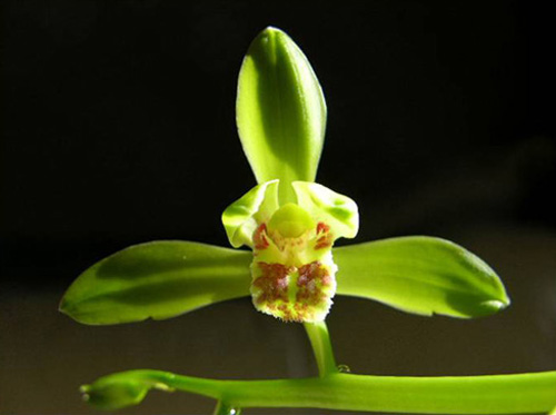 中國蘭 蕙蘭 花卉