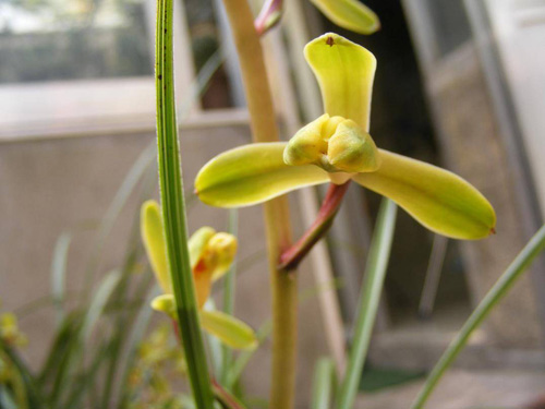 中國(guó)蘭 蕙蘭 花卉