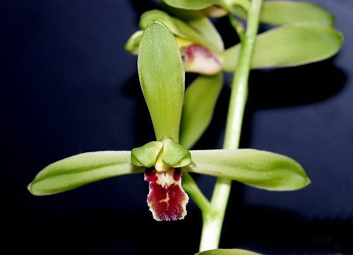 中國蘭 蕙蘭 花卉