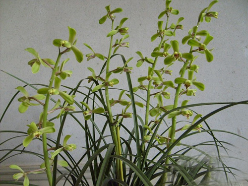 中國(guó)蘭 蕙蘭 花卉