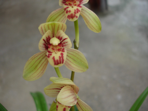 中國蘭 建蘭 花卉