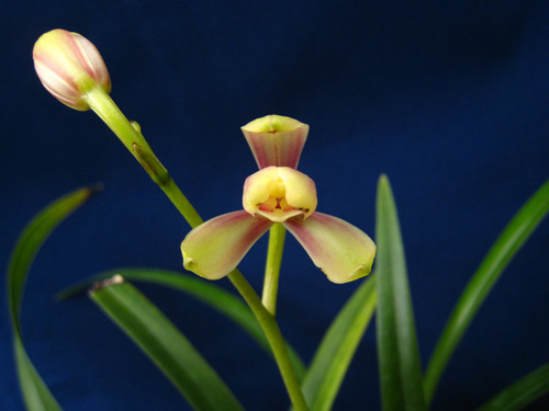 中國蘭 建蘭 花卉