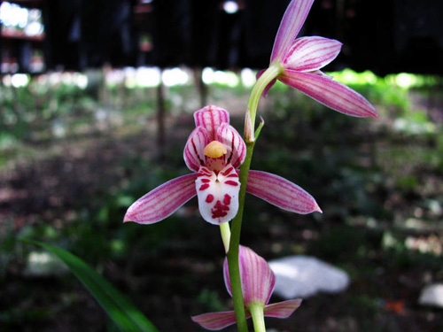 中國蘭 建蘭 花卉