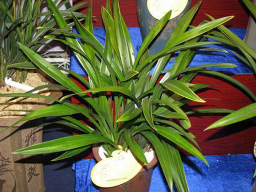 中國(guó)蘭 墨蘭 花卉