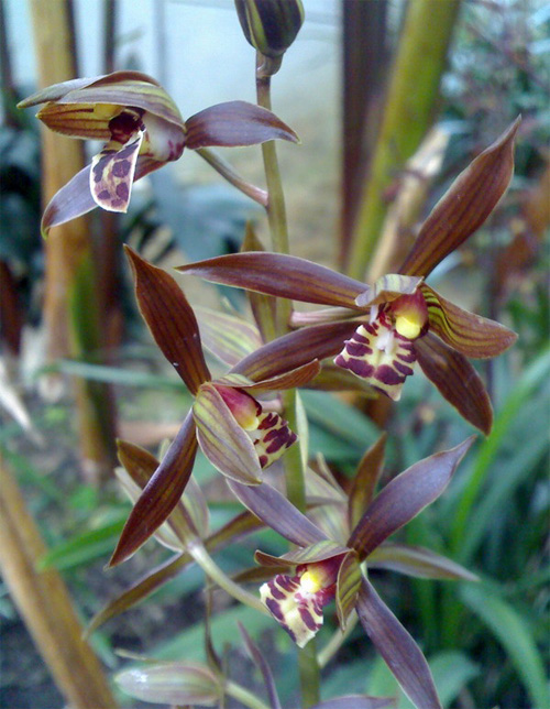 中國(guó)蘭 墨蘭 花卉