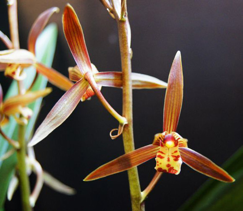 中國(guó)蘭 墨蘭 花卉