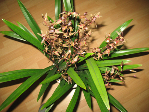 中國(guó)蘭 墨蘭 花卉