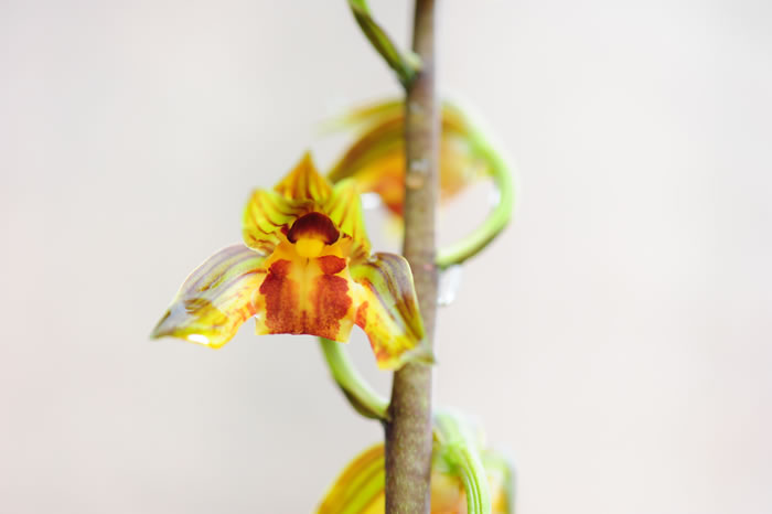 中國蘭 墨蘭 花卉