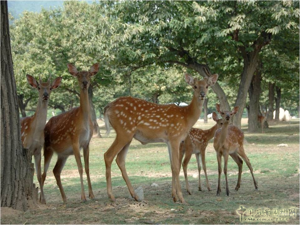 西安野生動物園建設