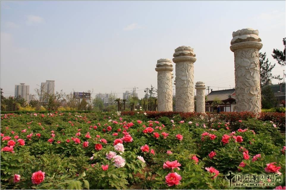西安牡丹園建設(shè)