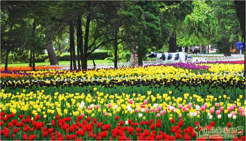 興慶宮公園的郁金香展覽