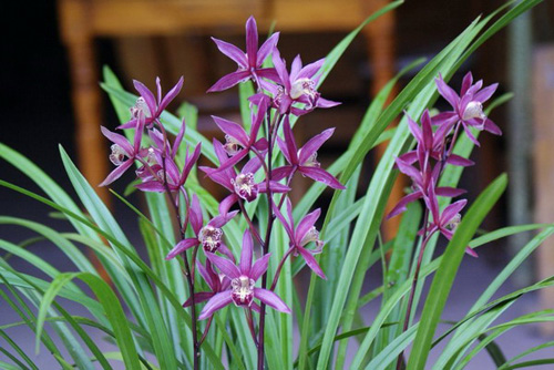 中國蘭 寒蘭 花卉