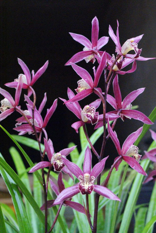 中國蘭 寒蘭 花卉