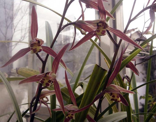 中國蘭 寒蘭 花卉