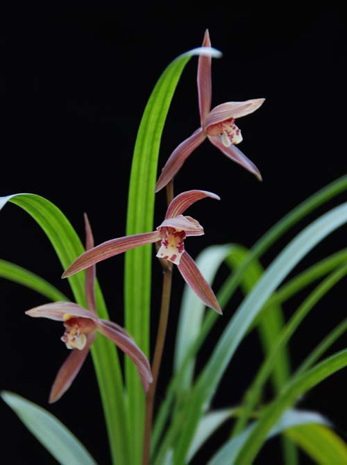 中國蘭 寒蘭 花卉