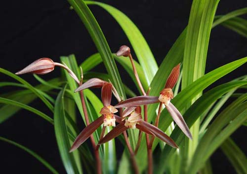 中國蘭 寒蘭 花卉