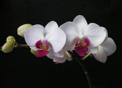 洋蘭 蝴蝶蘭 蘭花