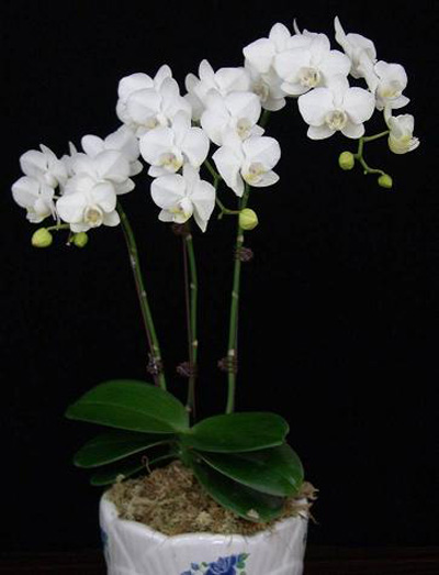 洋蘭 蝴蝶蘭 蘭花