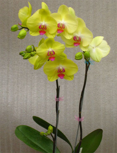 洋蘭 蝴蝶蘭 蘭花