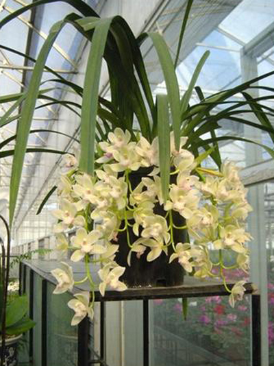 洋蘭 大花蕙蘭 虎頭蘭