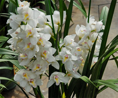 洋蘭 大花蕙蘭 虎頭蘭