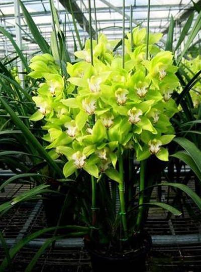 洋蘭 大花蕙蘭 虎頭蘭