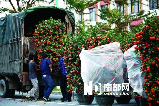 年桔 年宵花市 花卉種植 花卉銷售