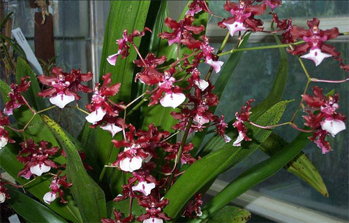 洋蘭 文心蘭 跳舞蘭