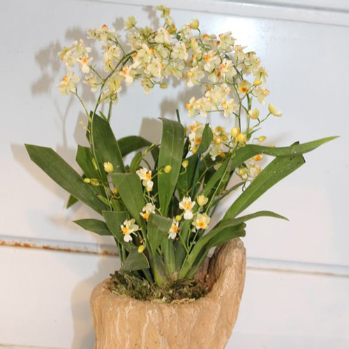 洋蘭 文心蘭 跳舞蘭