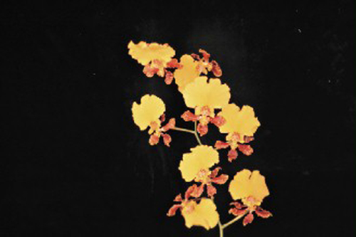 洋蘭 文心蘭 跳舞蘭