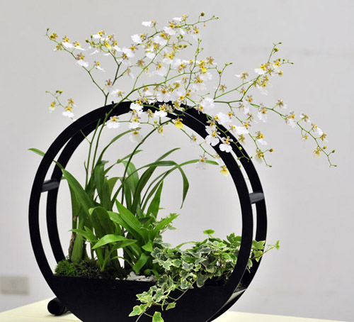 洋蘭 文心蘭 跳舞蘭