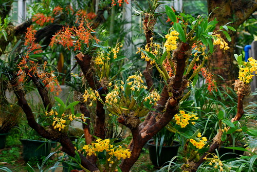 洋蘭 石斛蘭 鼓槌石斛