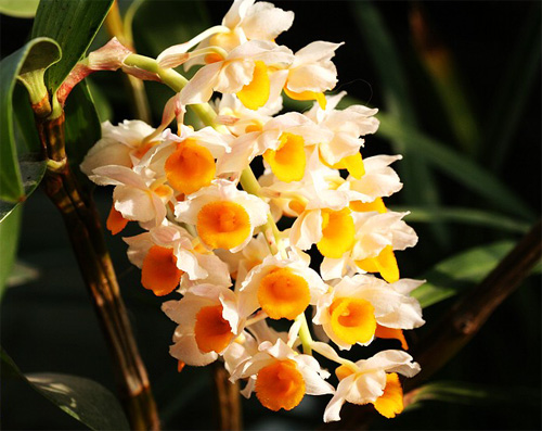 洋蘭 石斛蘭 鼓槌石斛