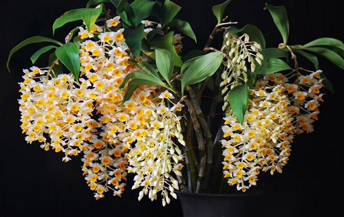 洋蘭 石斛蘭 鼓槌石斛