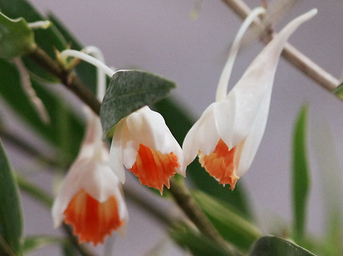 洋蘭 石斛蘭 鼓槌石斛