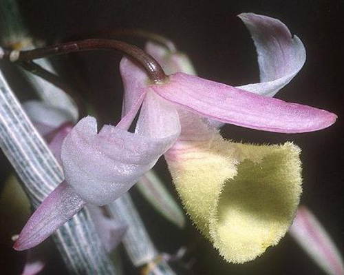 洋蘭 石斛蘭 鼓槌石斛