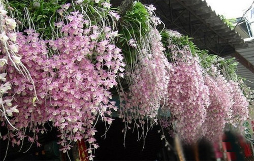 洋蘭 石斛蘭 鼓槌石斛