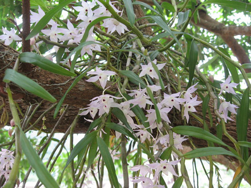 洋蘭 石斛蘭 鼓槌石斛