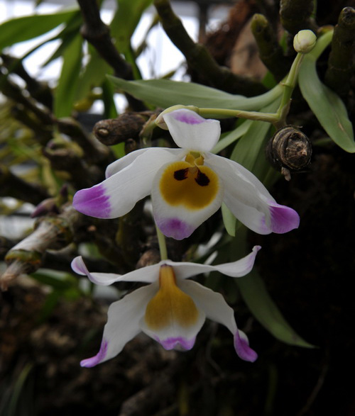 洋蘭 石斛蘭 鼓槌石斛