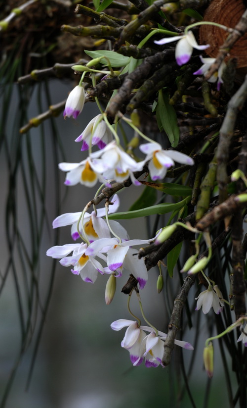 洋蘭 石斛蘭 鼓槌石斛