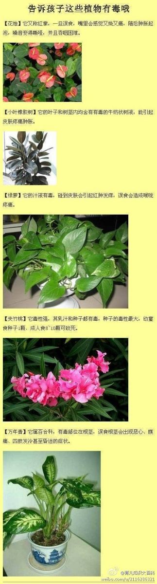 植物毒性 植物知識