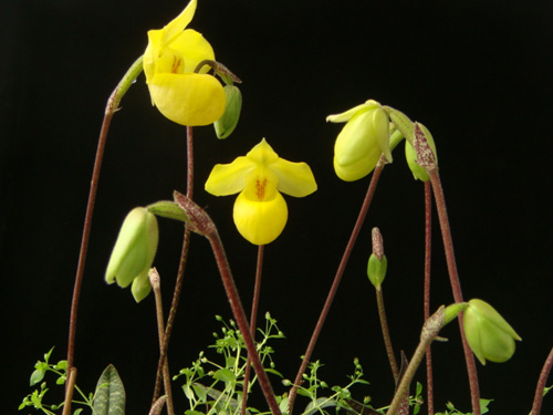 洋蘭 兜蘭 硬葉兜蘭