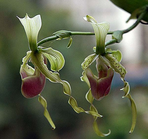 洋蘭 兜蘭 硬葉兜蘭