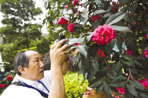 佛山 茶花展 云針茶花