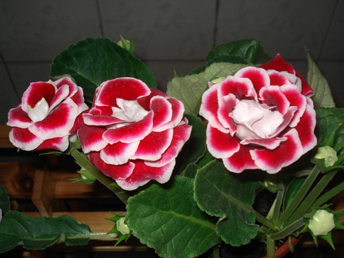 PM2.5 花卉 大巖桐