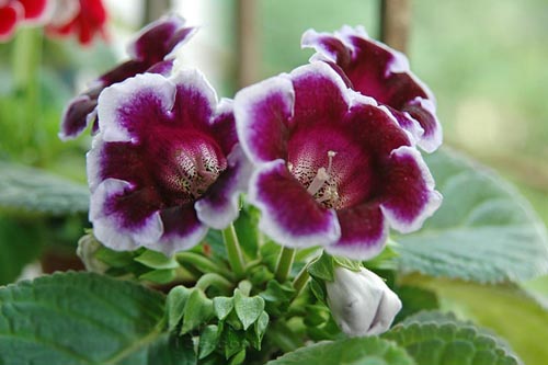 PM2.5 花卉 大巖桐