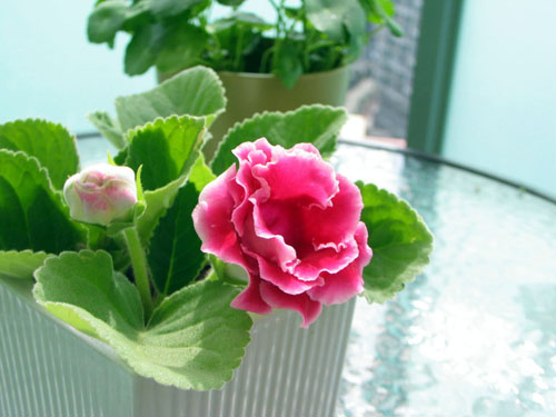 PM2.5 花卉 大巖桐