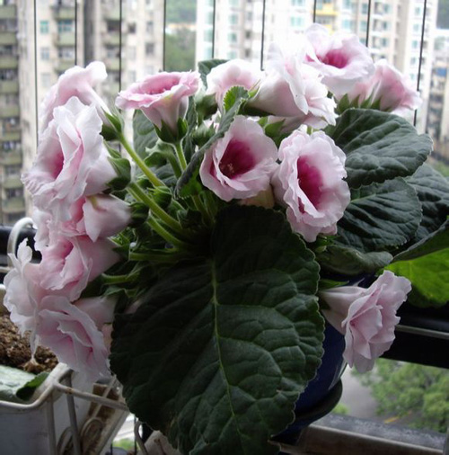 PM2.5 花卉 大巖桐