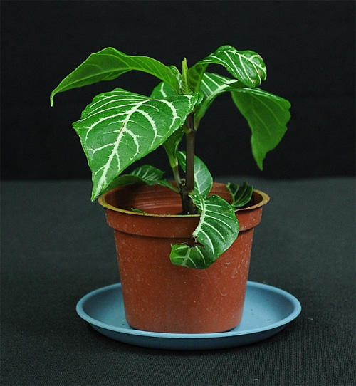 PM2.5 花卉 單藥花