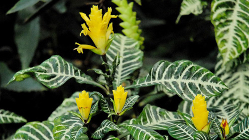 PM2.5 花卉 單藥花